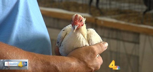 State agriculture officials preparing for possibility of bird flu